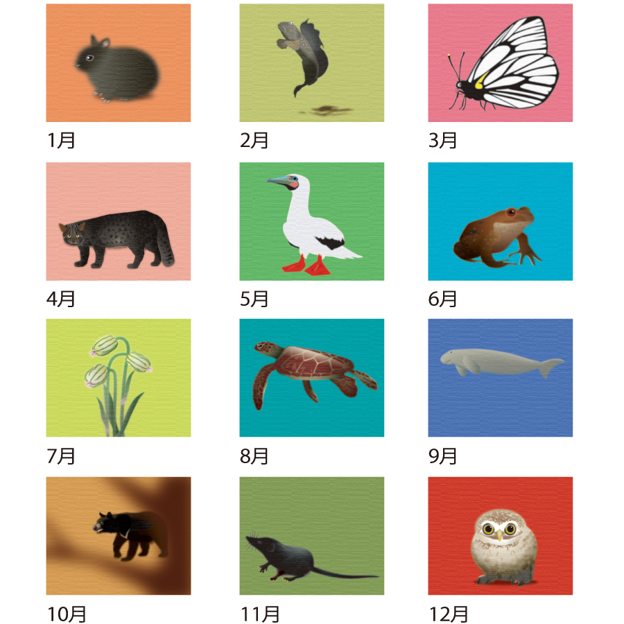 日本の絶滅危動物カレンダー (All eco)（NZ-409）画像-3